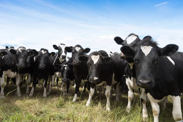 Cows on pasture in sunny day — Stock Photo, Image