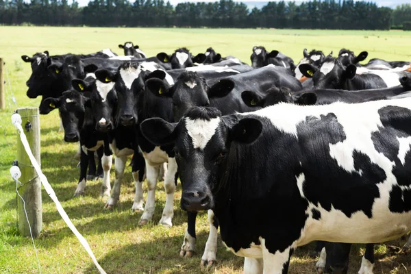 Cows on pasture in sunny day — Stock Photo, Image