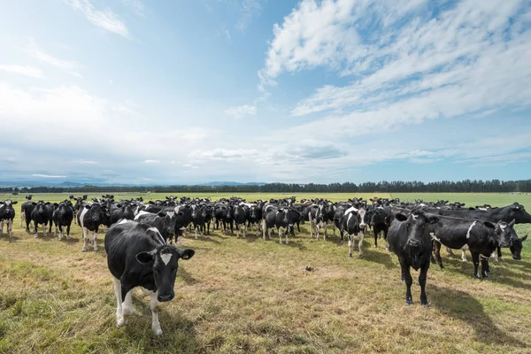 Kühe auf der Weide bei sonnigem Tag — Stockfoto