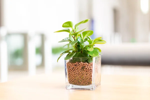 Glazen pot met groene plant op tafel — Stockfoto