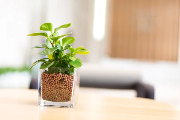 Glazen pot met groene plant op tafel — Stockfoto