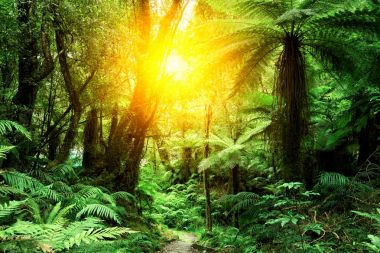 Toprak yol yeşil orman