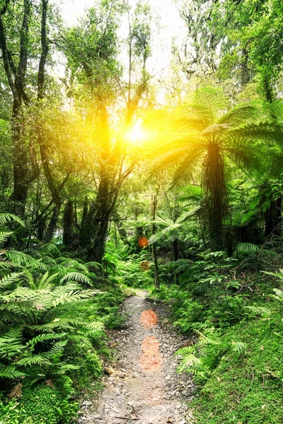 Strada sterrata nella foresta verde — Foto Stock