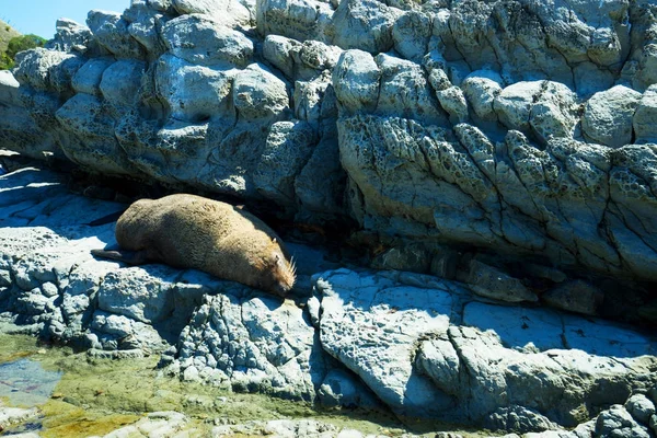 与野生动物的岩石海滩 — 图库照片