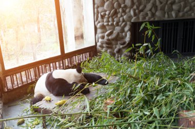 Sevimli panda Hayvanat Bahçesi