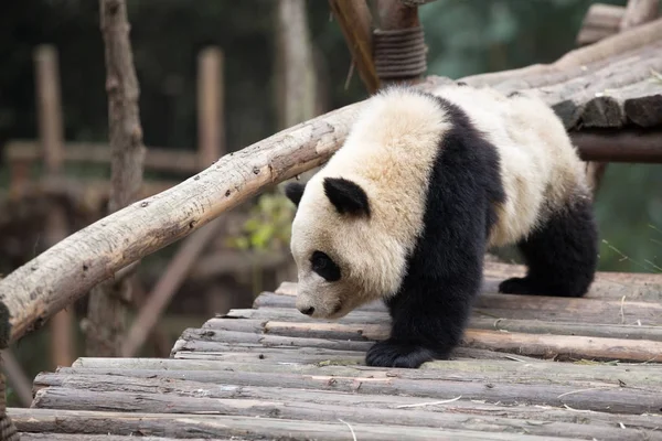 Sevimli panda Hayvanat Bahçesi