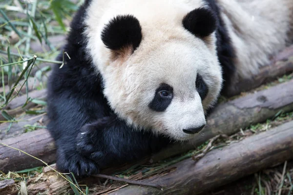 Roztomilý panda v zoo — Stock fotografie