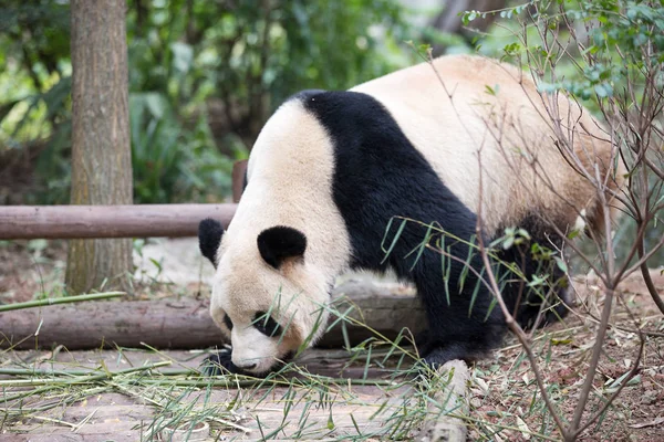 Niedlicher Panda im Zoo — Stockfoto