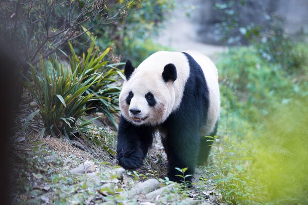 Cute panda in zoo