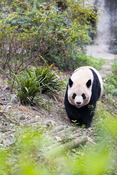 Cute panda in zoo