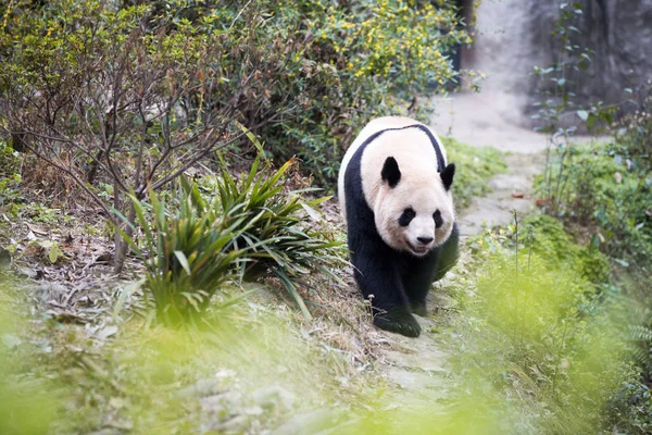 Cute panda in zoo