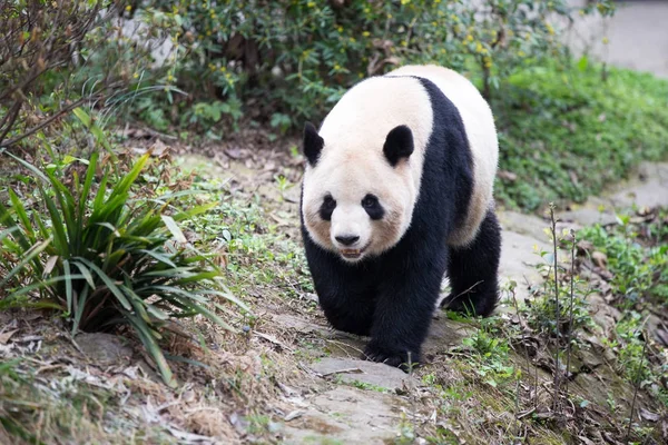 Lindo panda en el zoológico — Foto de Stock