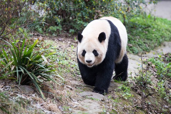 Cute panda in zoo