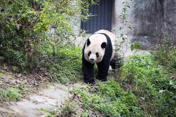 Cute panda in zoo