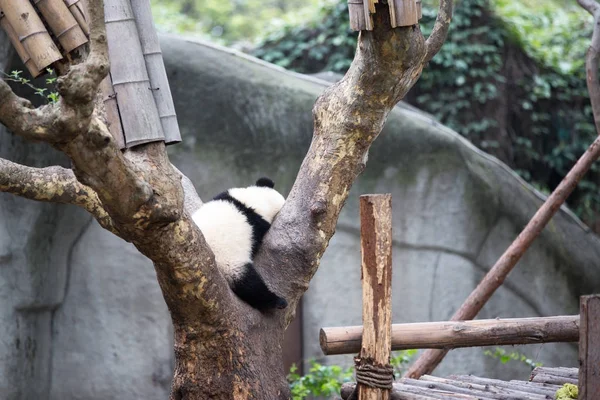 Cute panda in zoo — Stock Photo, Image