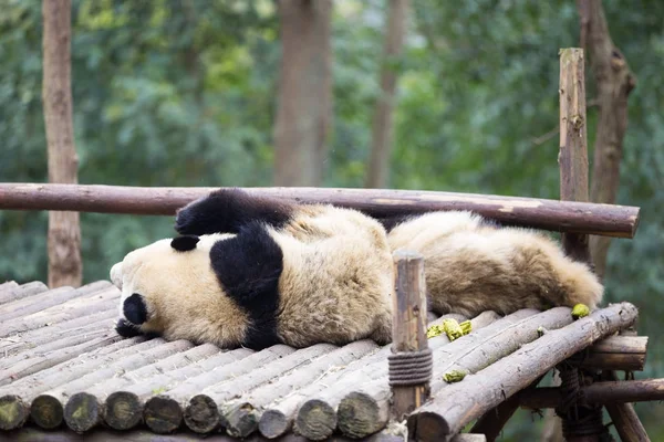 Aranyos panda állatkertben — Stock Fotó