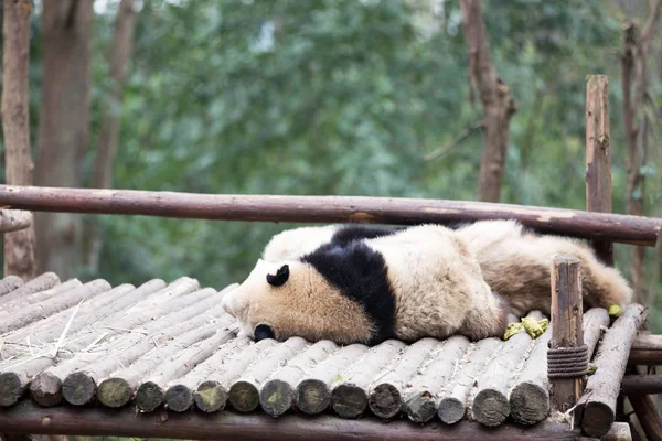 Aranyos panda állatkertben — Stock Fotó