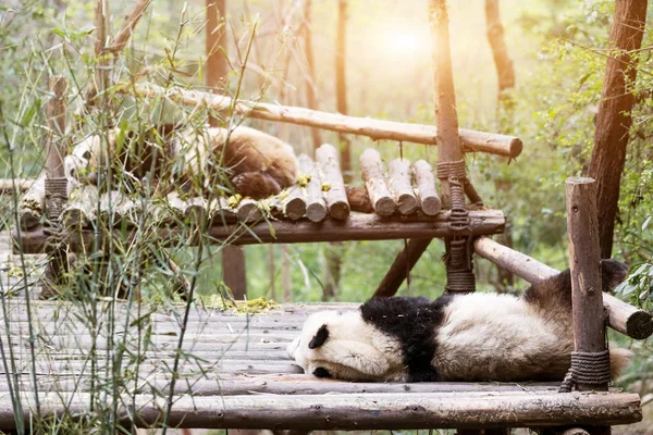 Симпатичная панда в зоопарке — стоковое фото