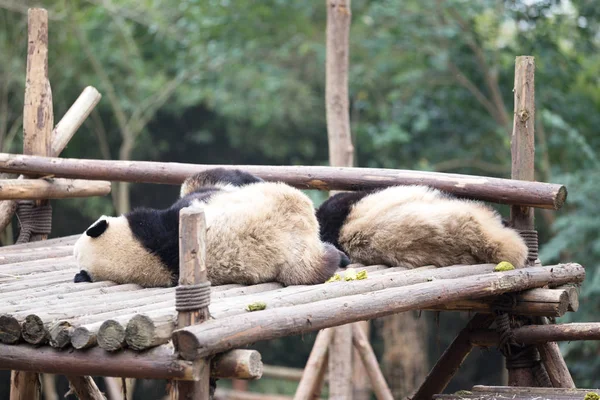 Aranyos panda állatkertben — Stock Fotó