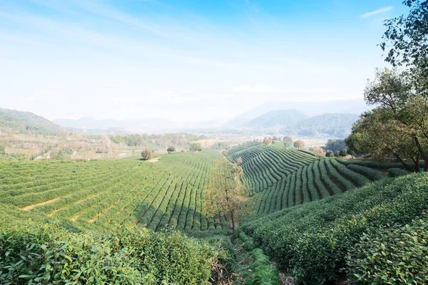 Plantation de thé vert sur la colline — Photo