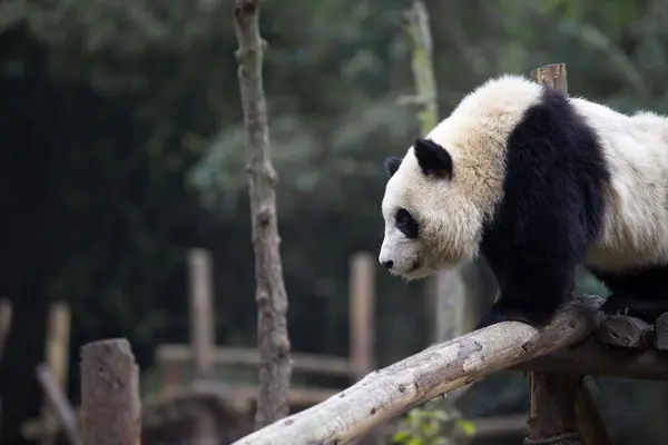 Gyönyörű óriás panda állatkertben — Stock Fotó