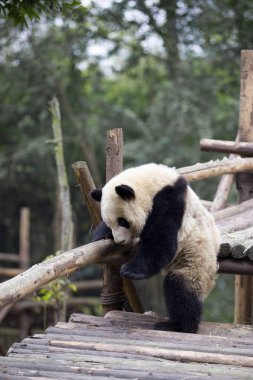 sevimli dev panda Hayvanat Bahçesi