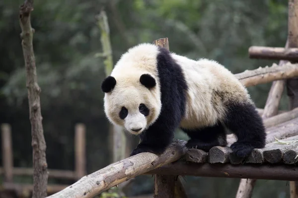 Großer Panda im Zoo — Stockfoto