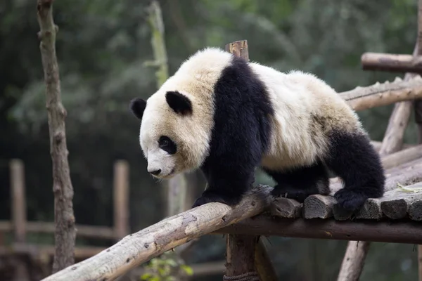 Sevimli dev panda Hayvanat Bahçesi — Stok fotoğraf