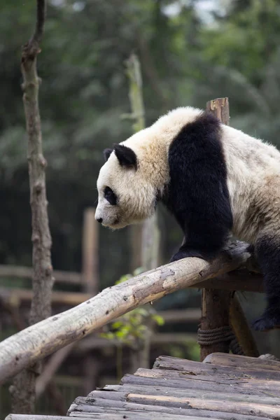 Gyönyörű óriás panda állatkertben — Stock Fotó