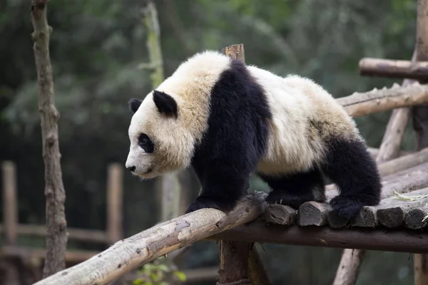 Großer Panda im Zoo — Stockfoto