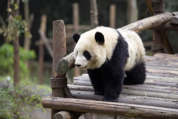 動物園ではジャイアント パンダを素敵です — ストック写真