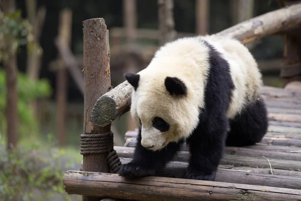 Прекрасная гигантская панда в зоопарке — стоковое фото