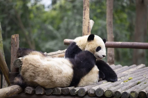 Schöne Riesenpandas im Zoo — Stockfoto