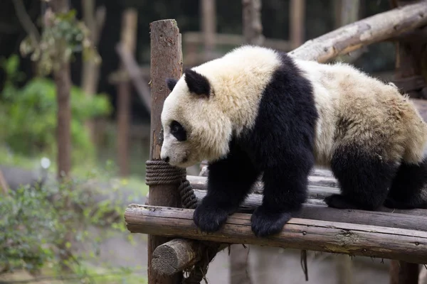 Gyönyörű óriás panda állatkertben — Stock Fotó