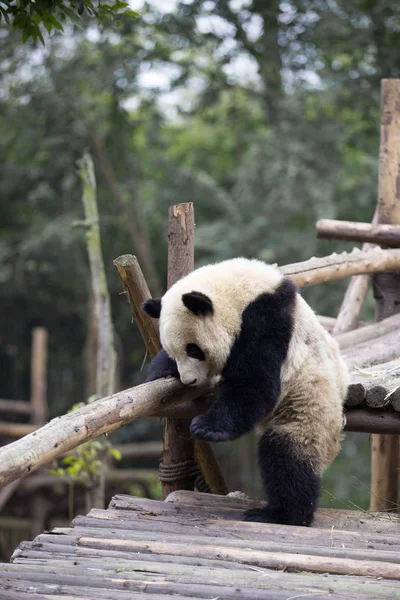 Gyönyörű óriás panda állatkertben — Stock Fotó