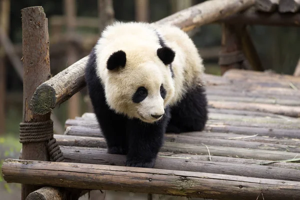Śliczny Pandy w zoo — Zdjęcie stockowe