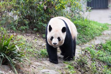 sevimli dev panda Hayvanat Bahçesi