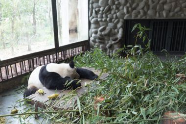 sevimli dev panda Hayvanat Bahçesi