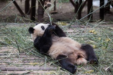 sevimli dev panda Hayvanat Bahçesi