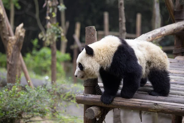 Adorável panda gigante no zoológico — Fotografia de Stock