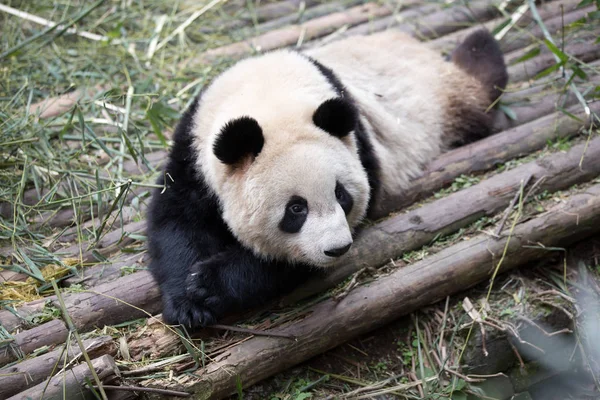 Grazioso panda gigante nello zoo — Foto Stock