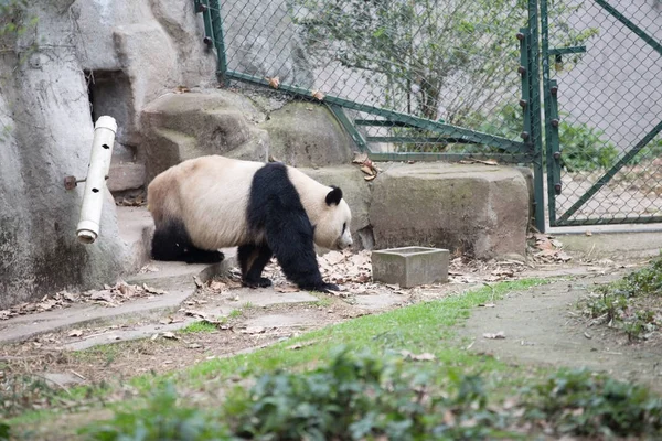 Charmant panda géant dans le zoo — Photo