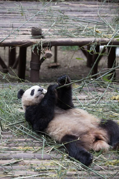 Großer Panda im Zoo — Stockfoto