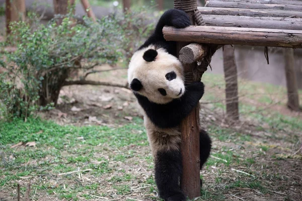 Encantador panda gigante en el zoológico — Foto de Stock