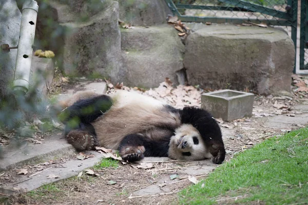 Lovely giant panda in zoo — Stock Photo, Image