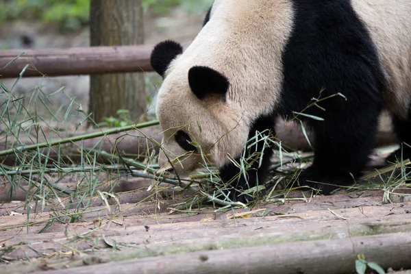 Sevimli dev panda Hayvanat Bahçesi — Stok fotoğraf