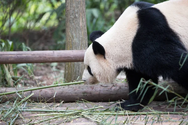 Großer Panda im Zoo — Stockfoto