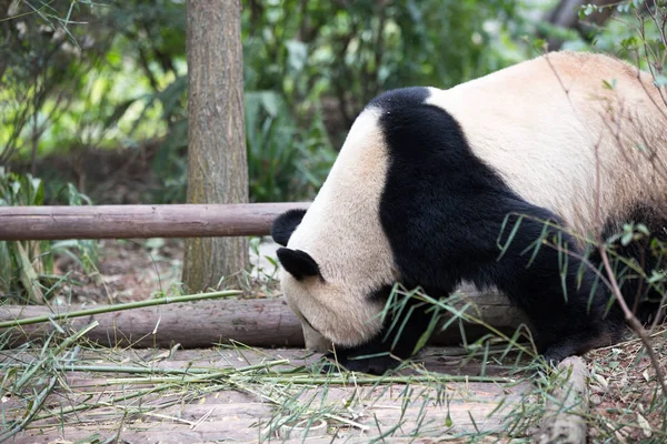 Adorável panda gigante no zoológico — Fotografia de Stock