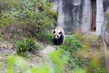 sevimli dev panda Hayvanat Bahçesi