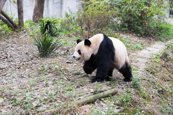 Sevimli dev panda Hayvanat Bahçesi — Stok fotoğraf